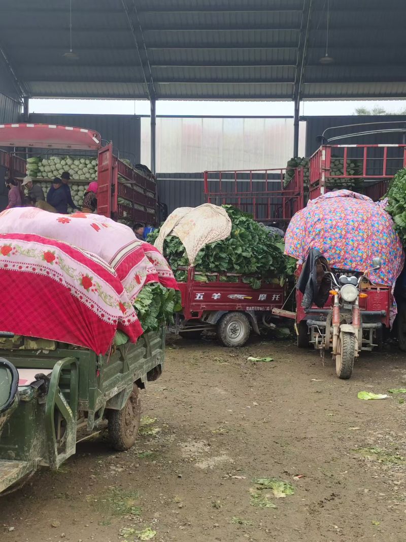 黄心大白菜，一手货源，全国发货，量大从优