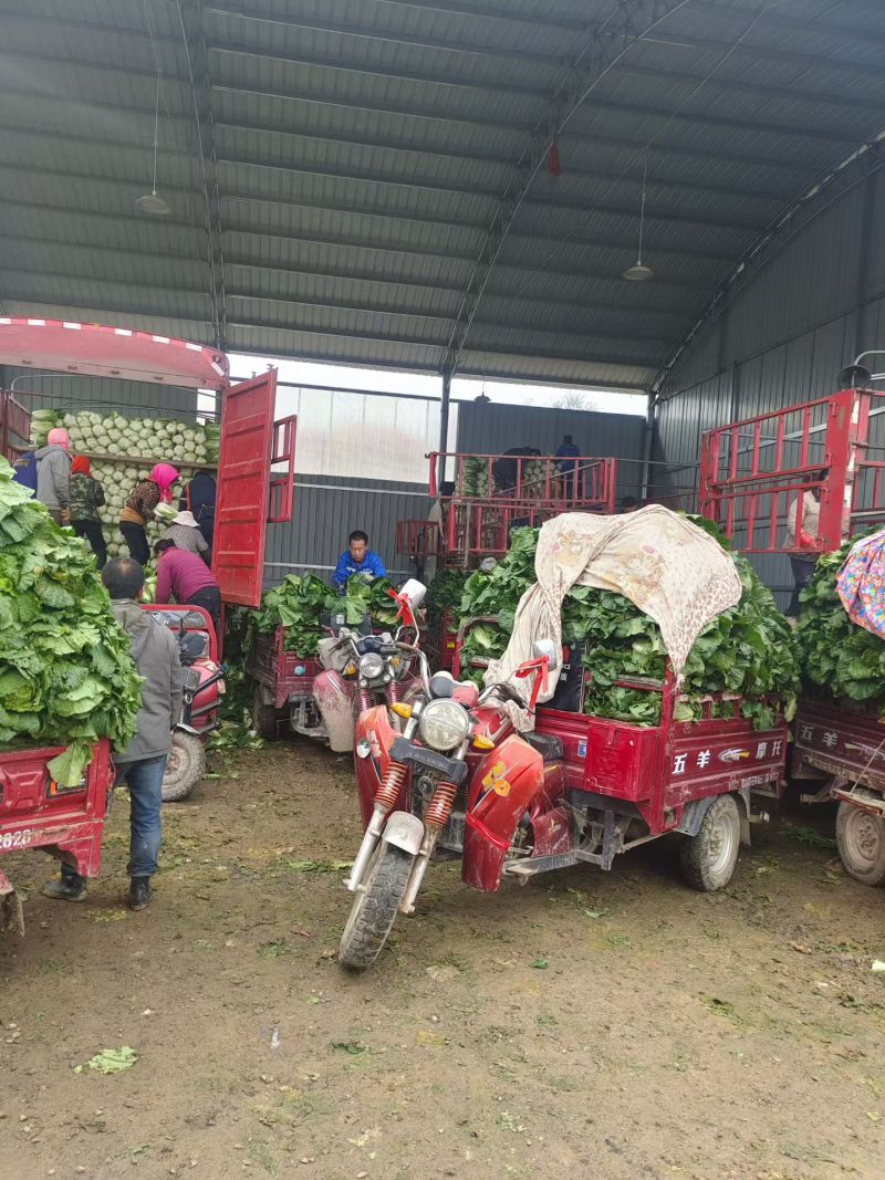 黄心大白菜，一手货源，全国发货，量大从优