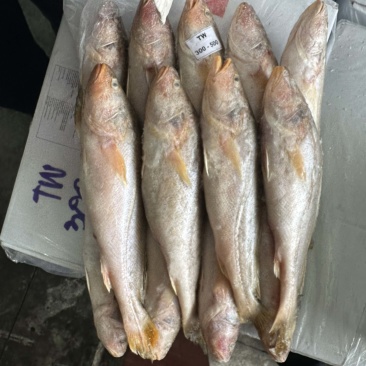 黄三牙小黄鱼