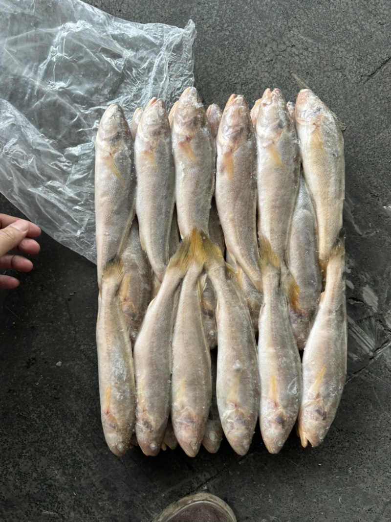 黄三牙小黄鱼