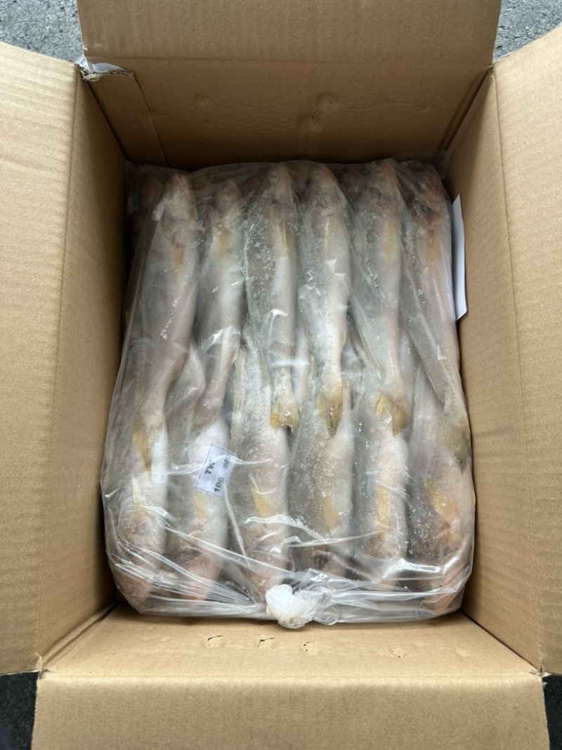 黄三牙小黄鱼