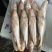 黄三牙小黄鱼