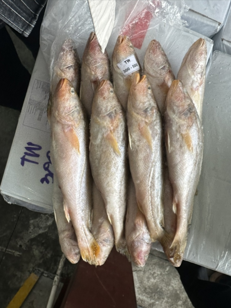 黄三牙小黄鱼