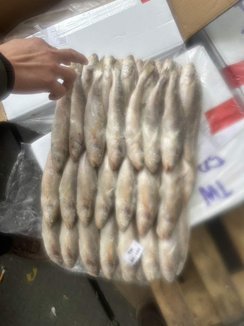 黄三牙小黄鱼