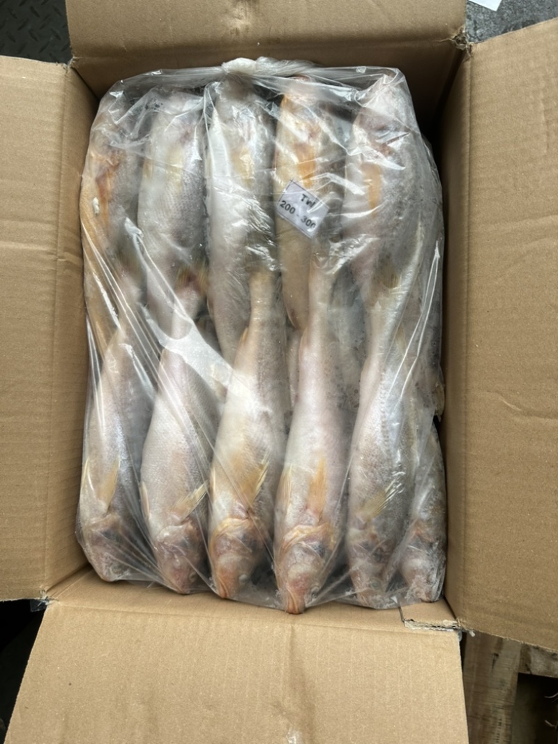 黄三牙小黄鱼
