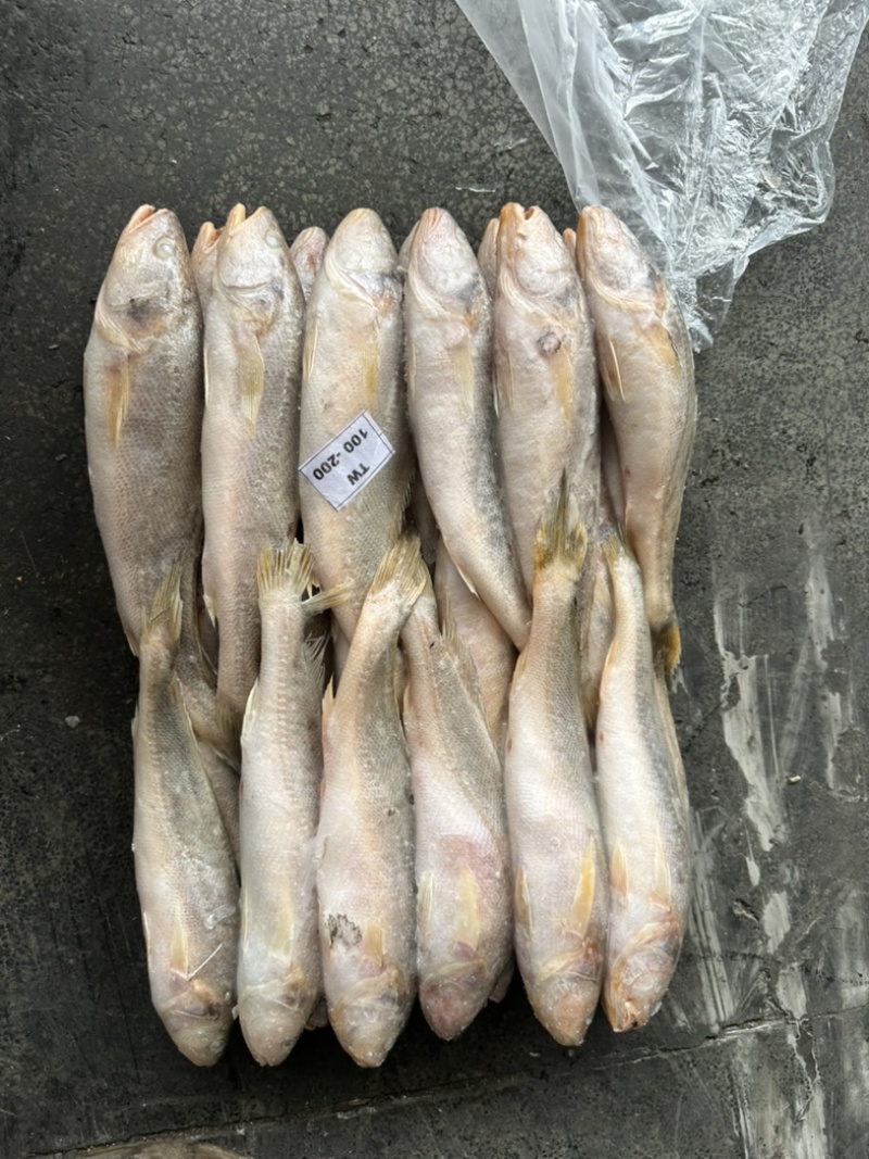 黄三牙小黄鱼