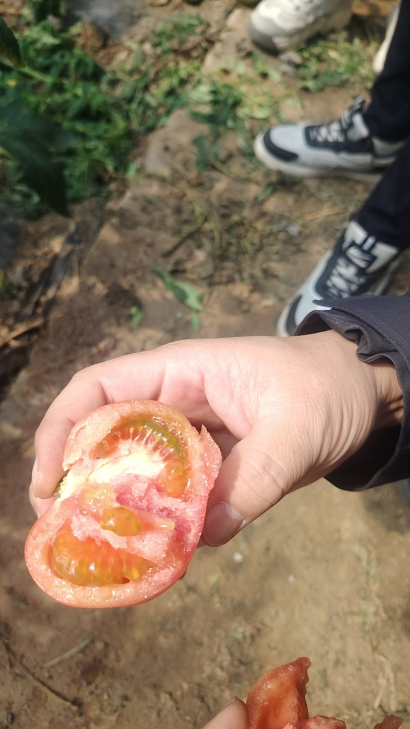普罗旺斯西红柿山东西红柿山东番茄上市中欢迎采购