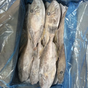 马面鱼500/700剥皮鱼