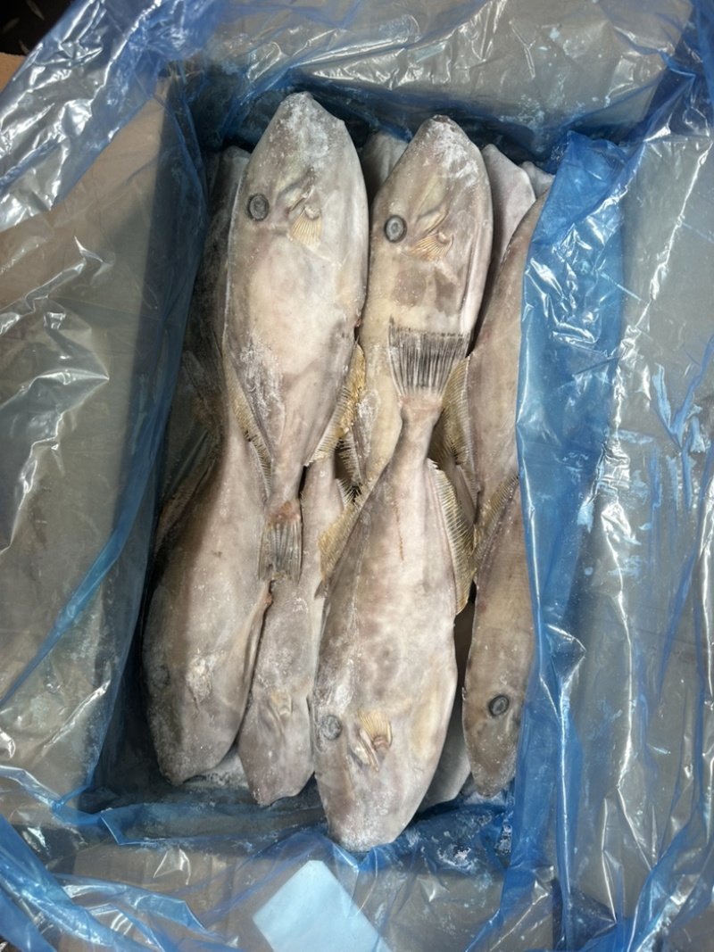 马面鱼500/700剥皮鱼