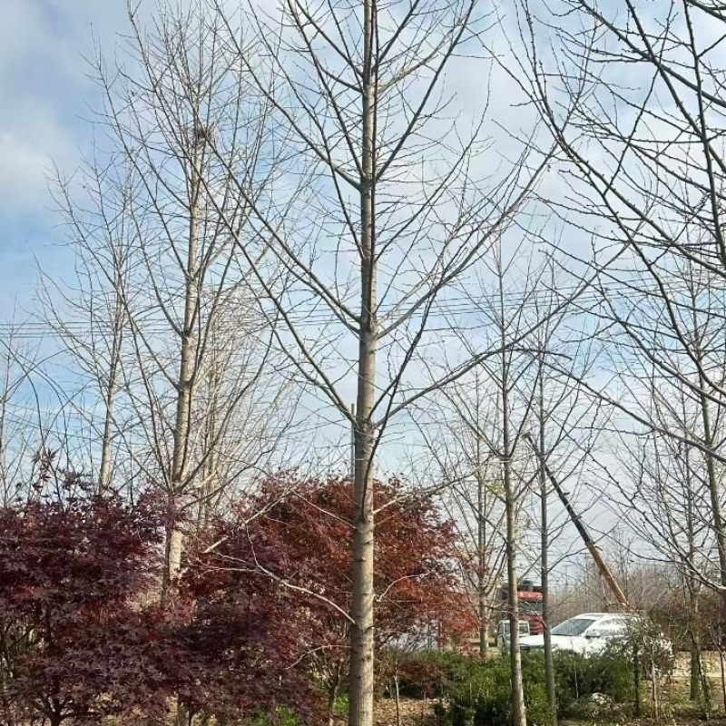银杏树