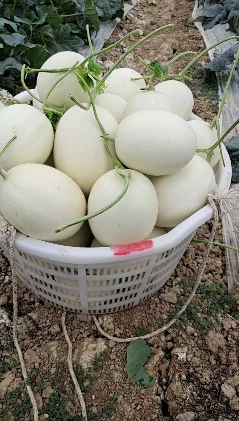 玉菇甜瓜，口感好，欢迎老板考察。