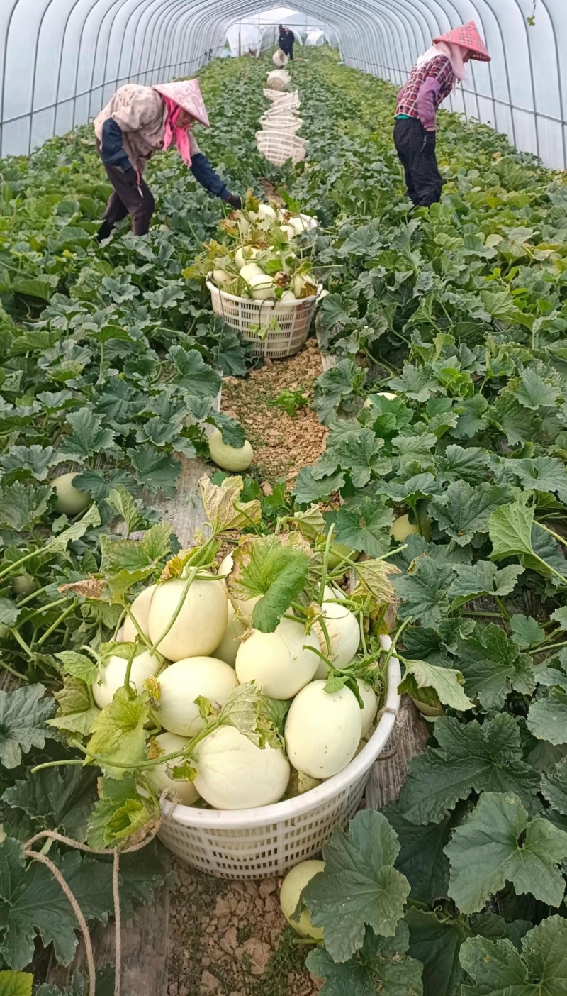 玉菇甜瓜，口感好，欢迎老板考察。