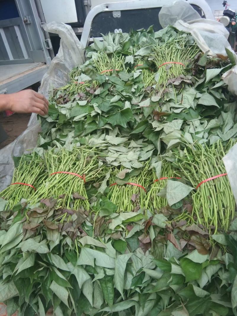 19红薯苗