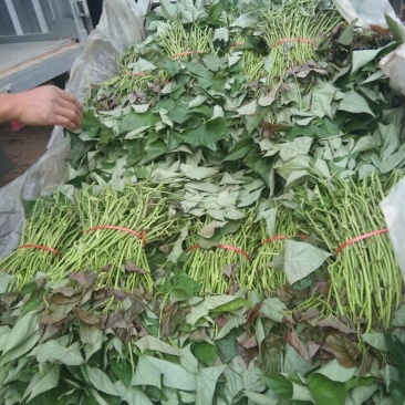 19红薯苗