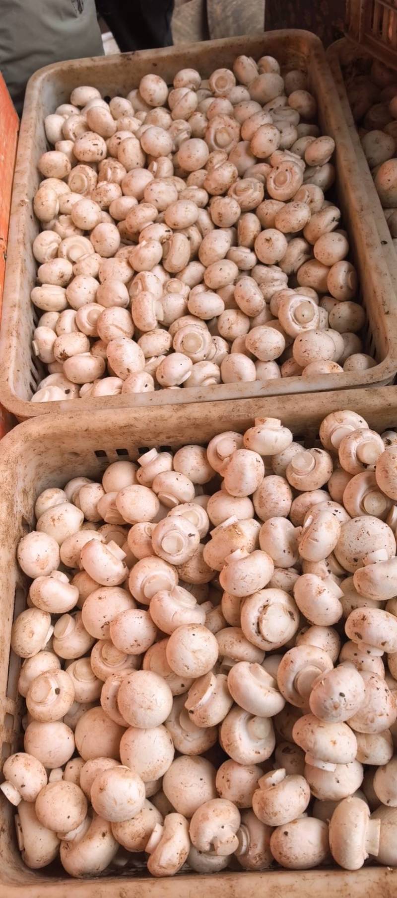 双孢菇通货