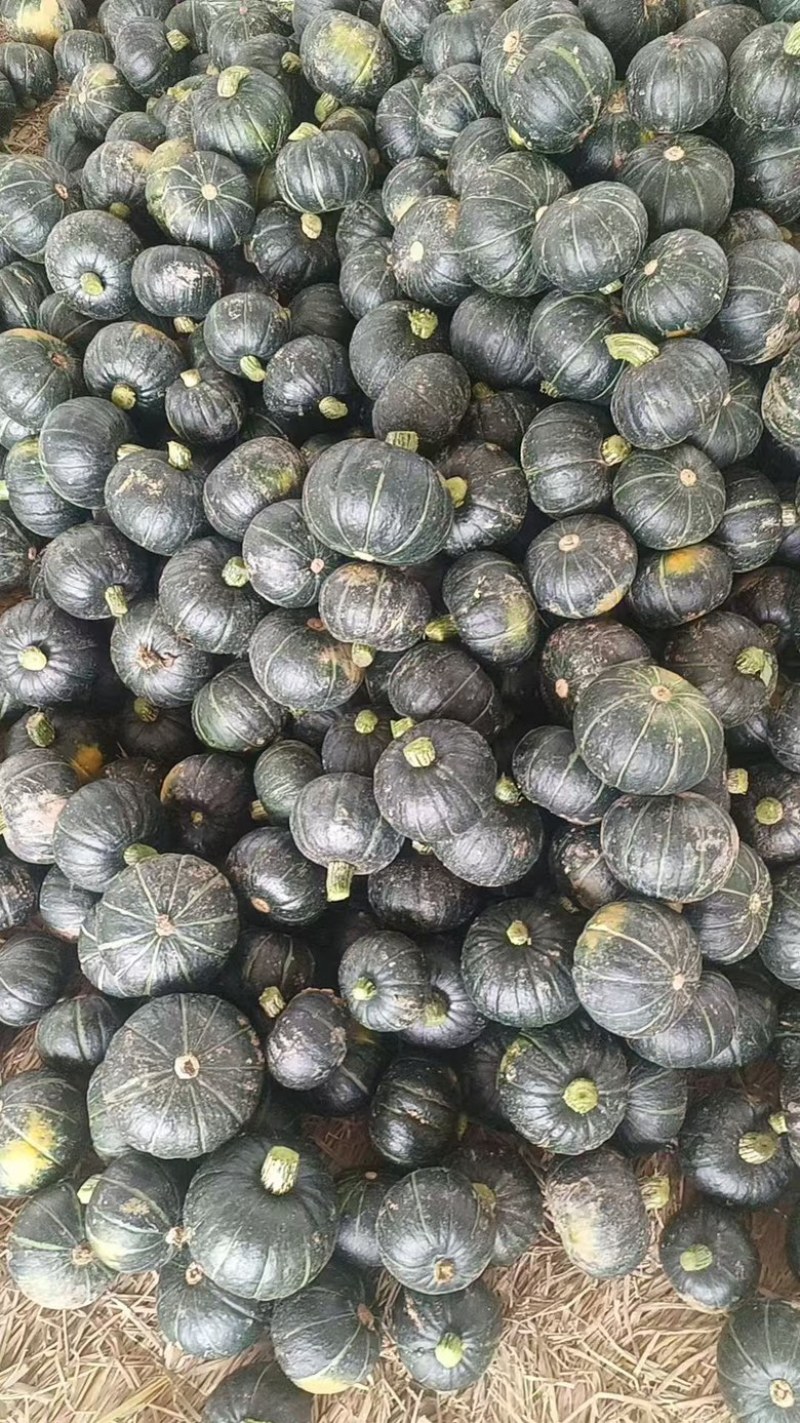 贝贝南瓜广东种植基地，产地直发，货源充足，品质保证
