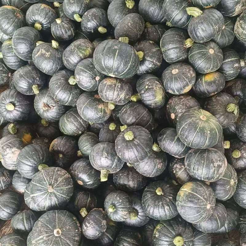 贝贝南瓜广东种植基地，产地直发，货源充足，品质保证