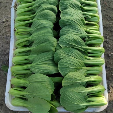 上海青毛白菜，自产自销，吃着放心，家常必备青菜，欢迎采购