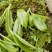 大叶种(大树茶古树茶)