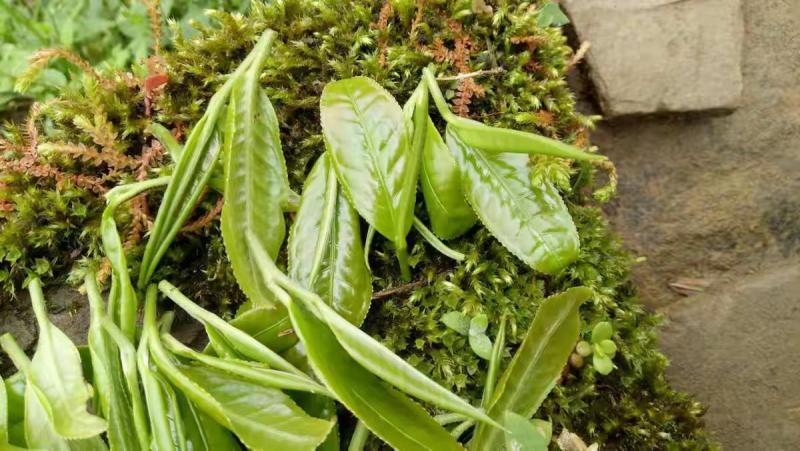 大叶种(大树茶古树茶)
