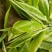 大叶种(大树茶古树茶)