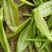 大叶种(大树茶古树茶)