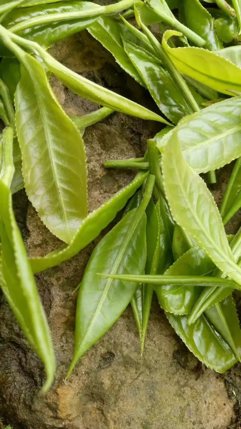 大叶种(大树茶古树茶)