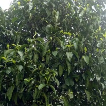 大叶种(大树茶古树茶)