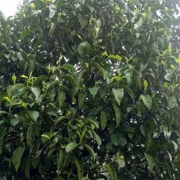 大叶种(大树茶古树茶)