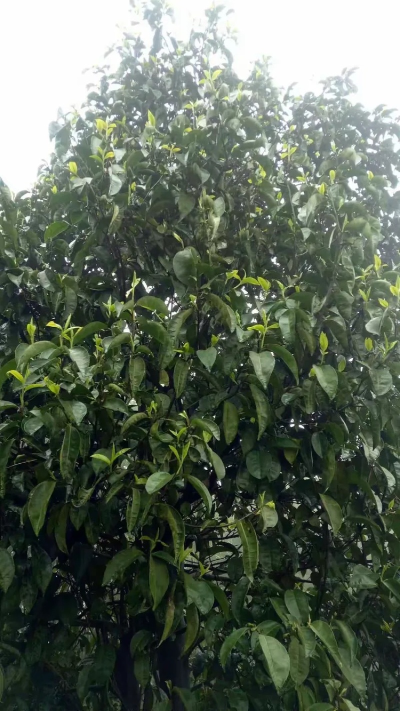 大叶种(大树茶古树茶)
