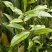 大叶种(大树茶古树茶)