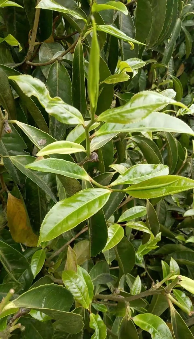 大叶种(大树茶古树茶)
