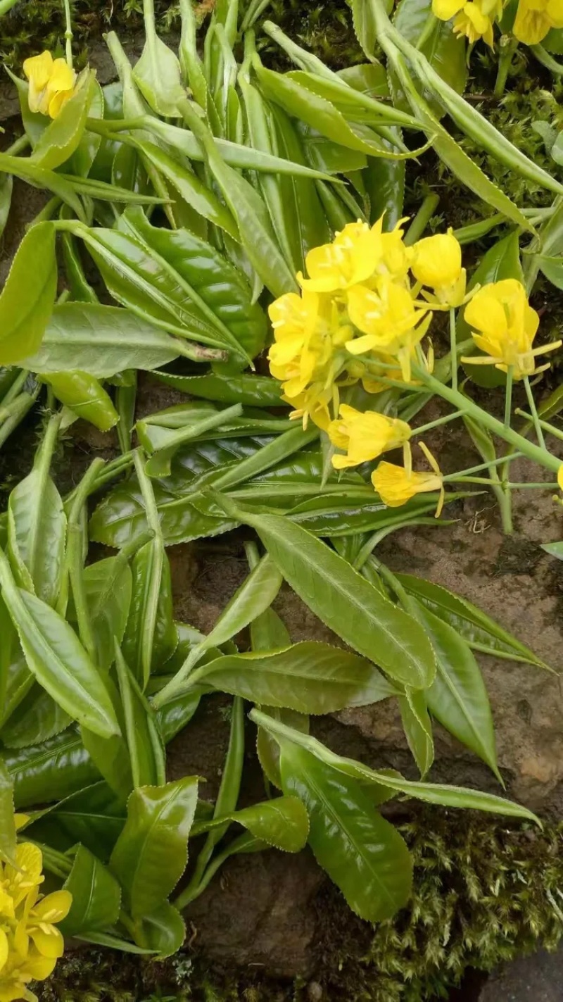大叶种(大树茶古树茶)