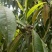 大叶种(大树茶古树茶)