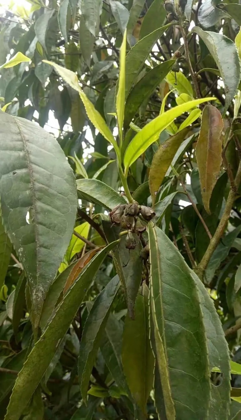 大叶种(大树茶古树茶)