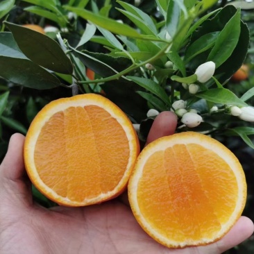 秭归伦晚脐橙：果大皮薄、汁水饱满、纯甜无酸。