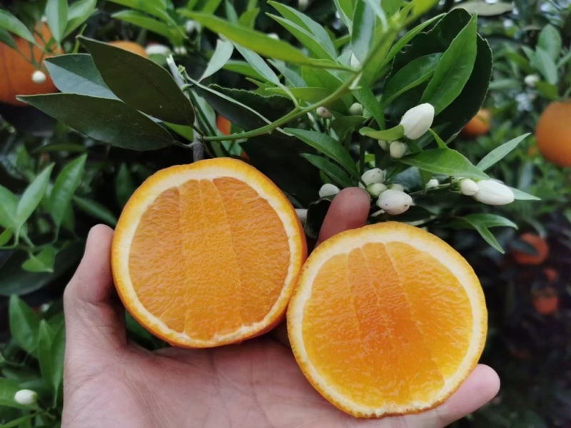 秭归伦晚脐橙：果大皮薄、汁水饱满、纯甜无酸。