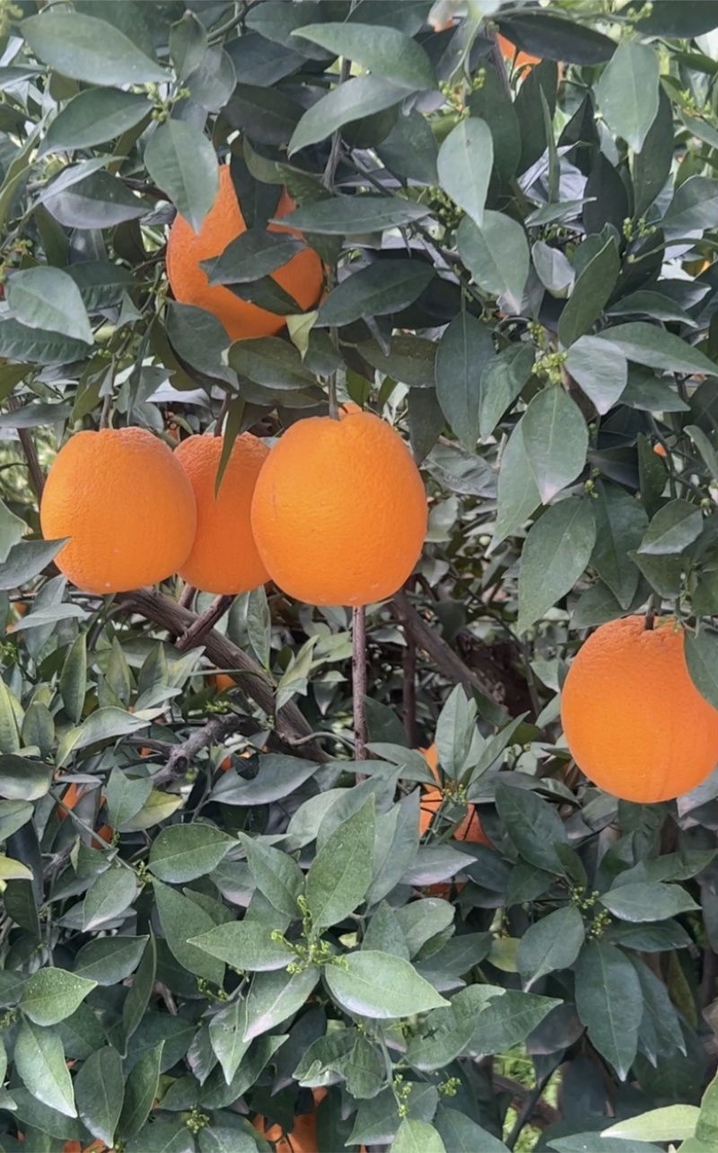秭归伦晚脐橙：果大皮薄、汁水饱满、纯甜无酸。