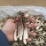 精品鹿茸菇干货批发10斤一箱无干燥剂新货煲汤食材