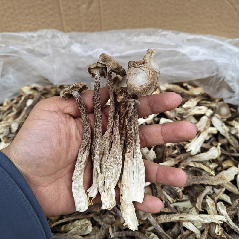 精品鹿茸菇干货批发10斤一箱无干燥剂新货煲汤食材