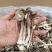 精品鹿茸菇干货批发10斤一箱无干燥剂新货煲汤食材