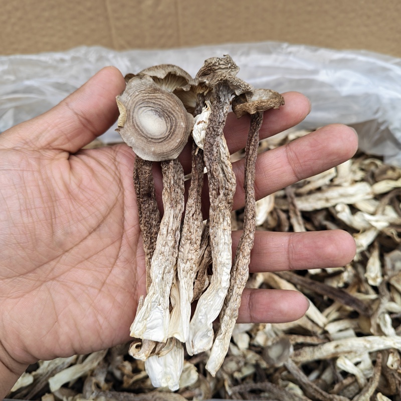 精品鹿茸菇干货批发10斤一箱无干燥剂新货煲汤食材
