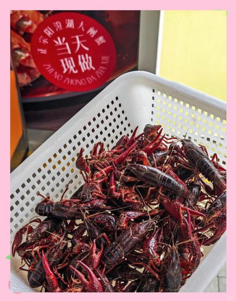 2盒麻辣小龙虾十三香蒜泥龙虾加热即食