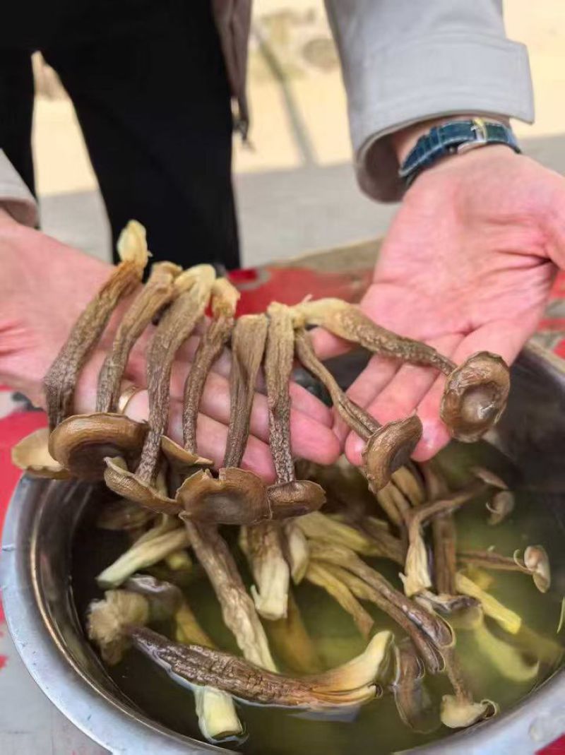 精品鹿茸菇干货批发10斤一箱无干燥剂新货煲汤食材