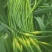 蒜苔大量出