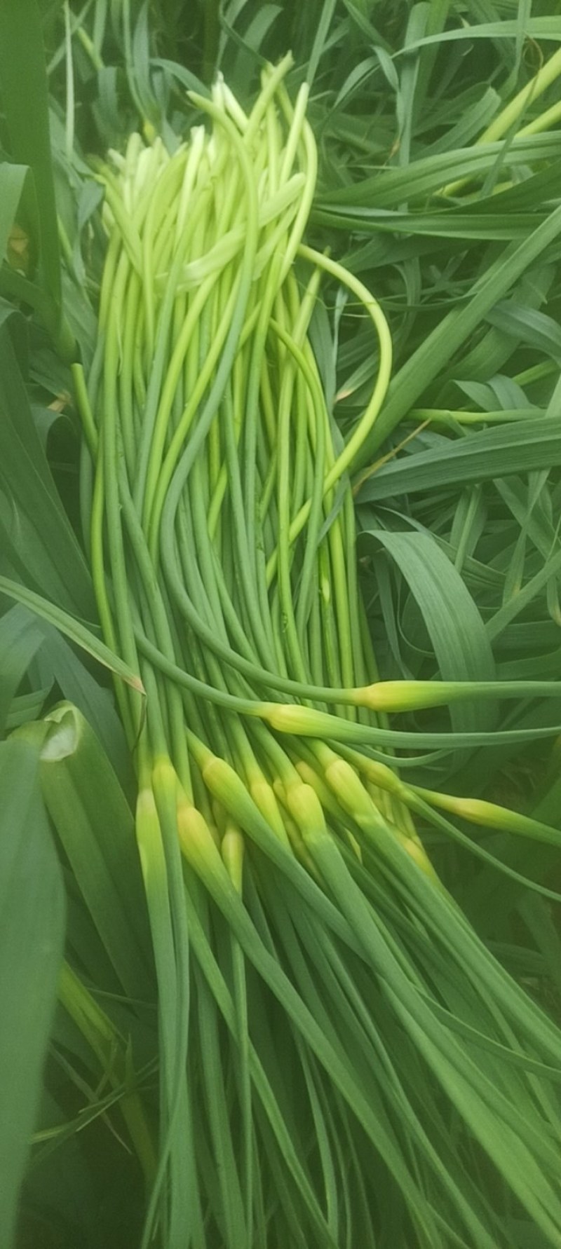 蒜苔大量出