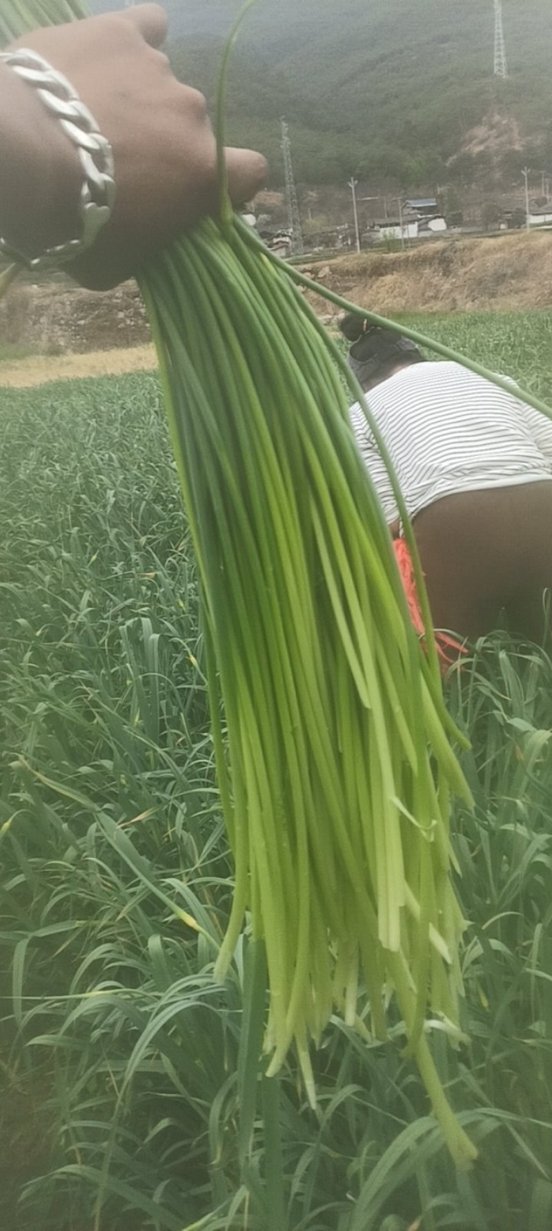 蒜苔大量出
