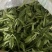 景天三七种苗，根茎，杆页