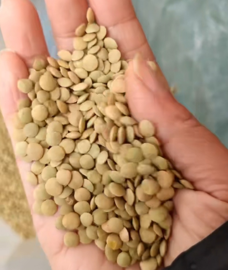 绿扁豆，做凉粉用扁豆！