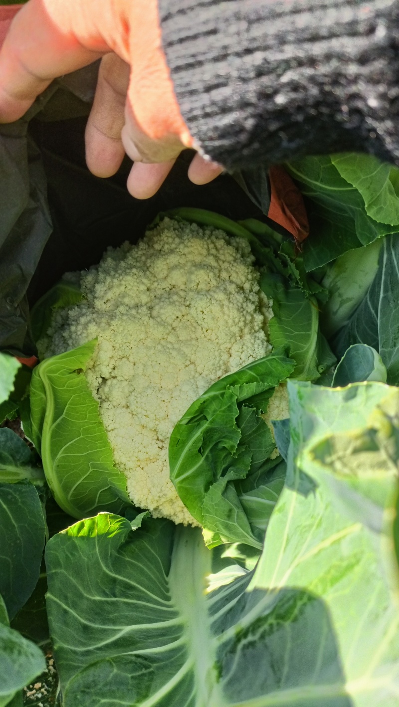 曲靖麒麟区自己基地松花大量上市了